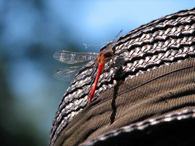 6416 Sympétrum sanguin (mâle)